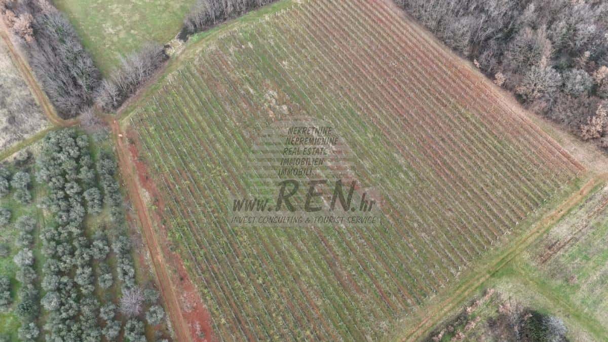 Fruchtbares Weinbaugrundstück in Istrien – 14.400 m² bei Brtonigla