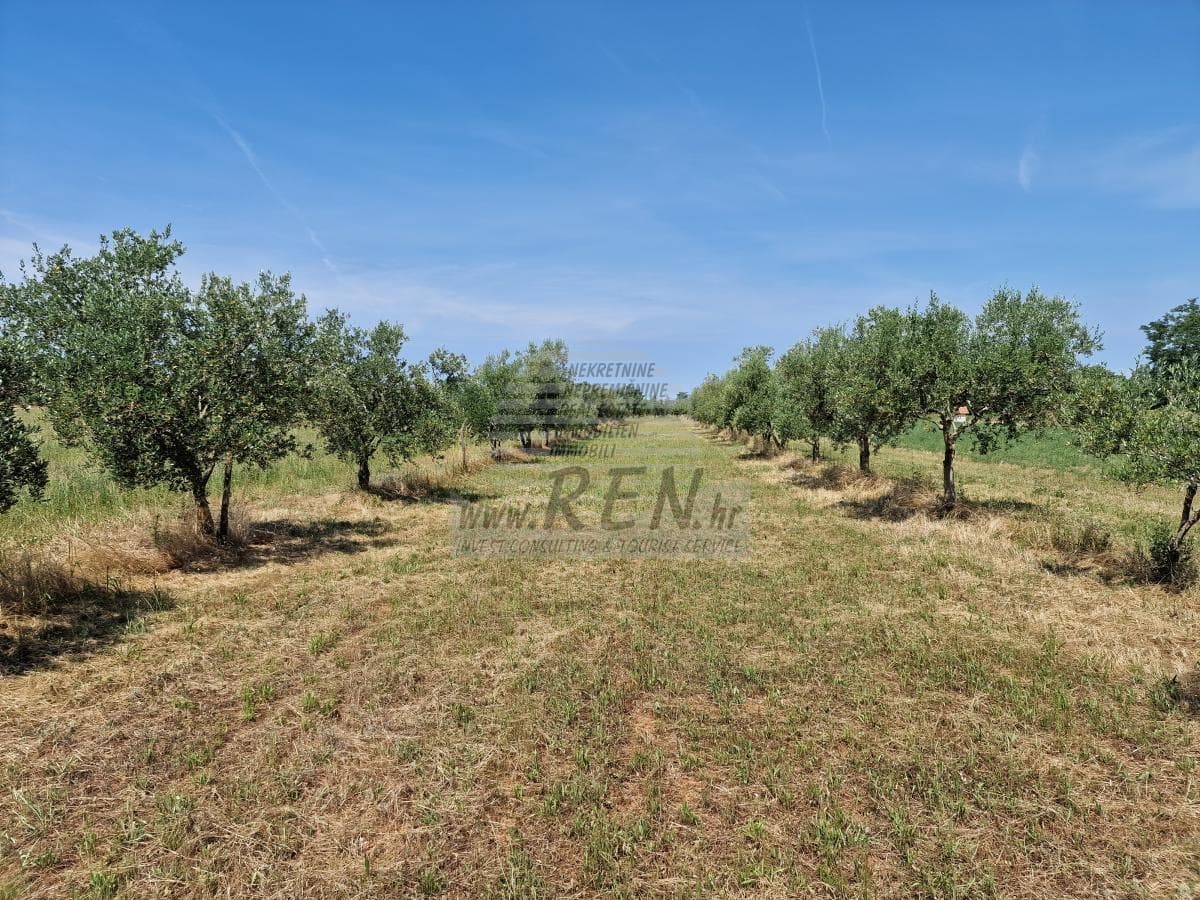 Land in der Nähe von Novigrad (1/16)
