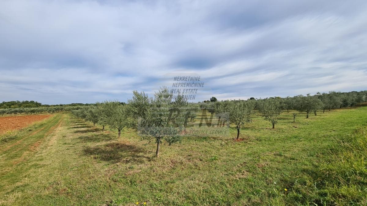 Landwirtschaftliche Flächen in Novigrad (1/6)
