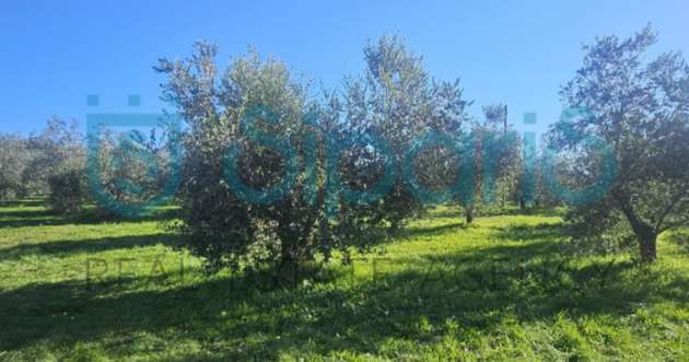 Großes Baugrundstück mit Olivenhain in Umag-Murine kaufen